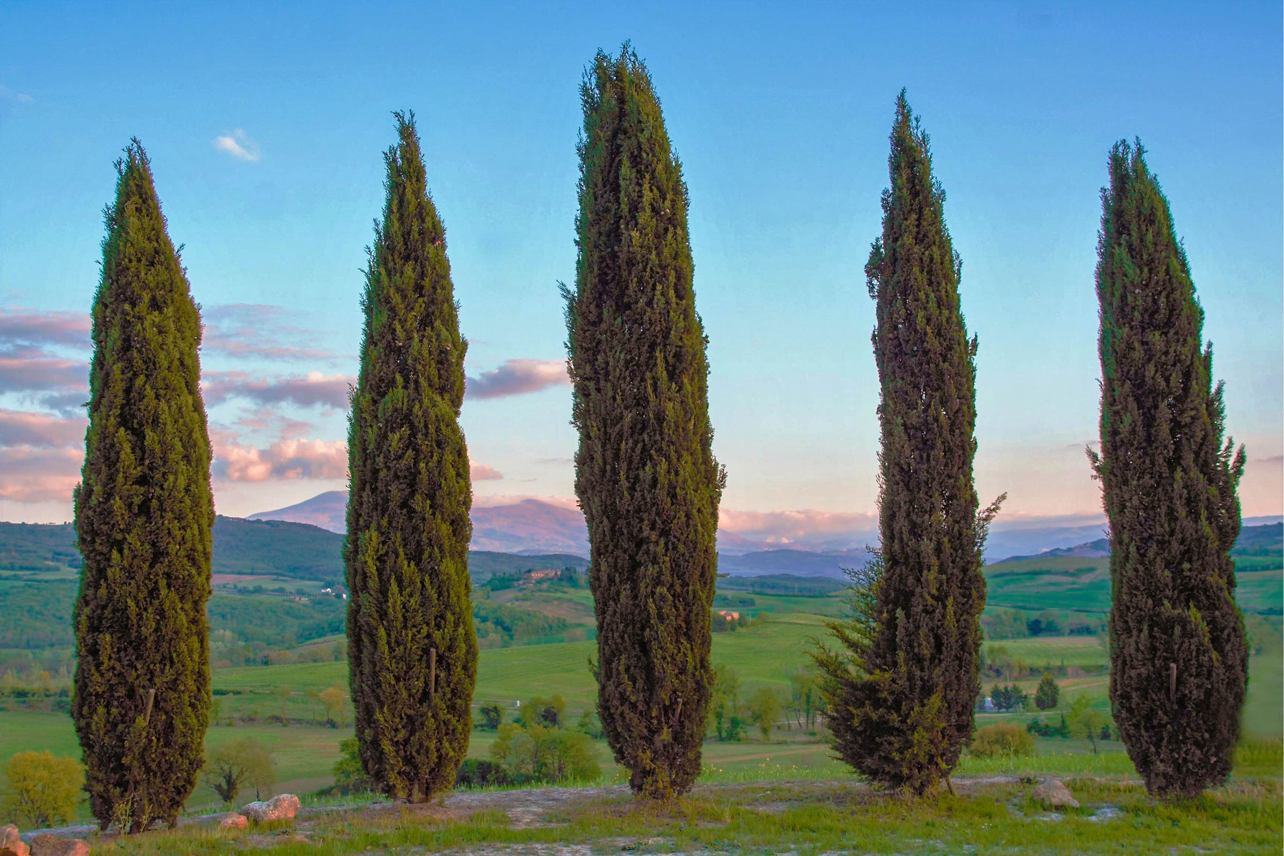 Cupressus sempervirens