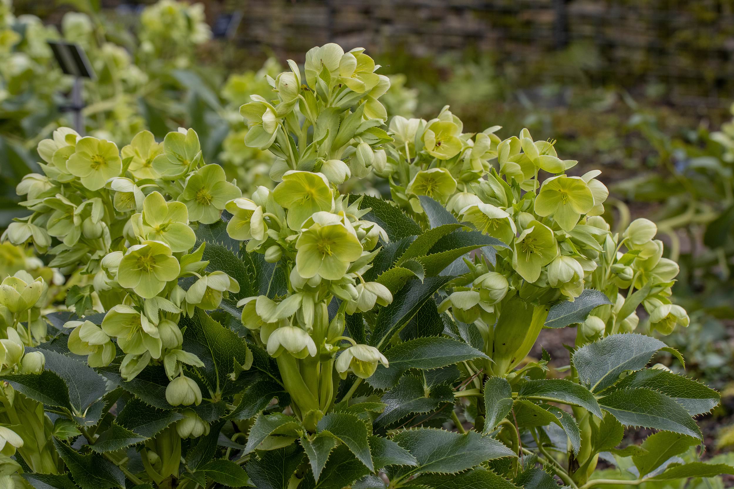 Helleborus argutifolius