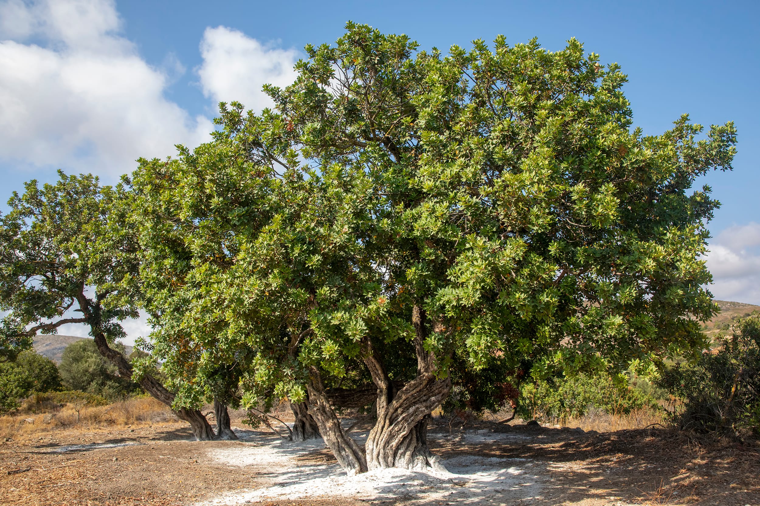 Pistacia lentiscus