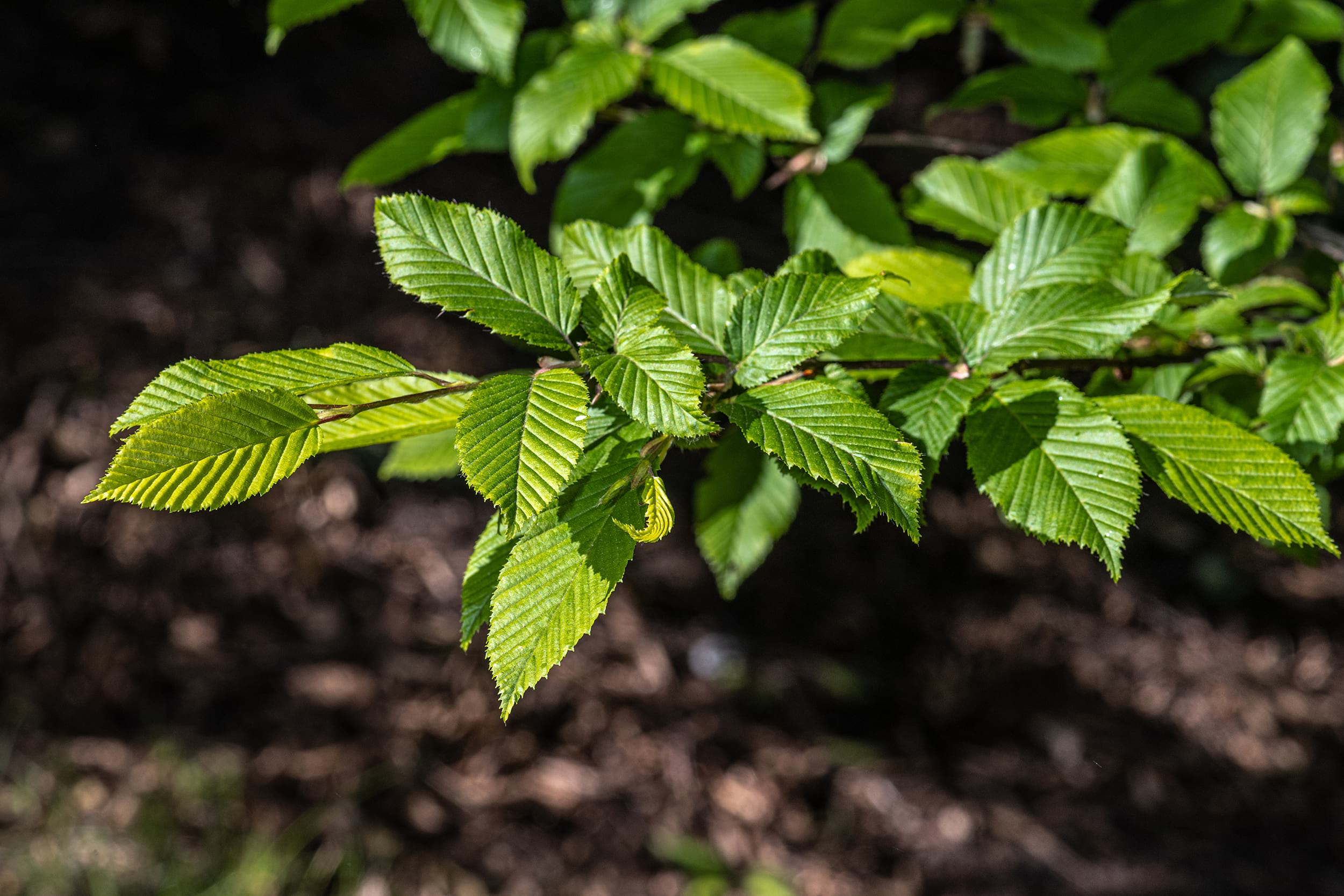 Carpinus betulus “Fastigiata”