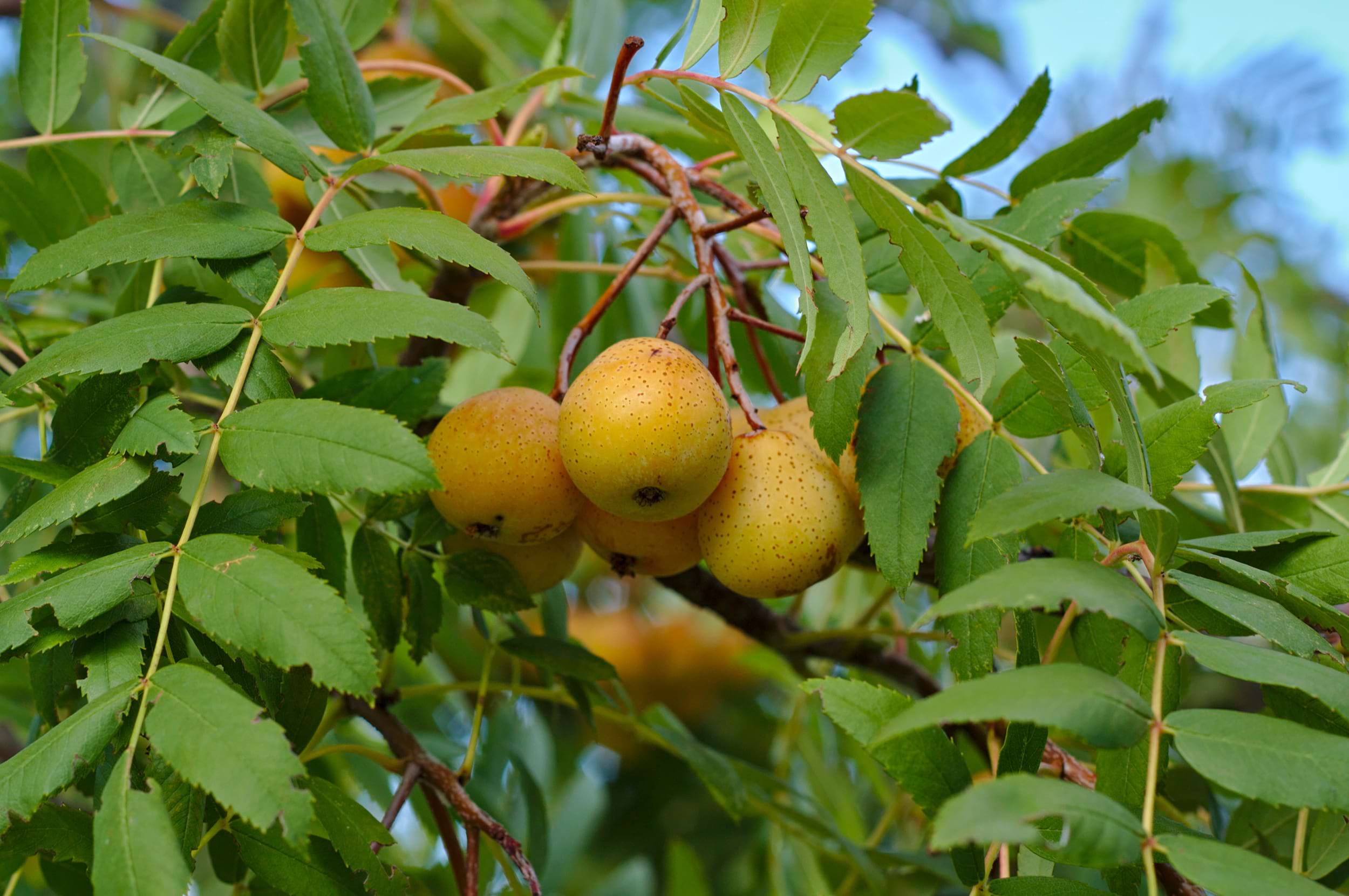 Sorbus domestica