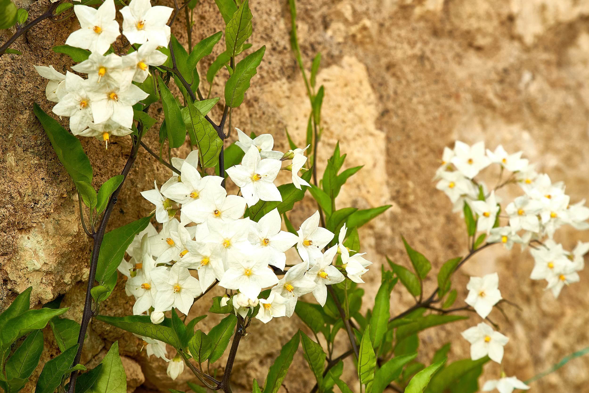 Solanum jasminoides 'Album’