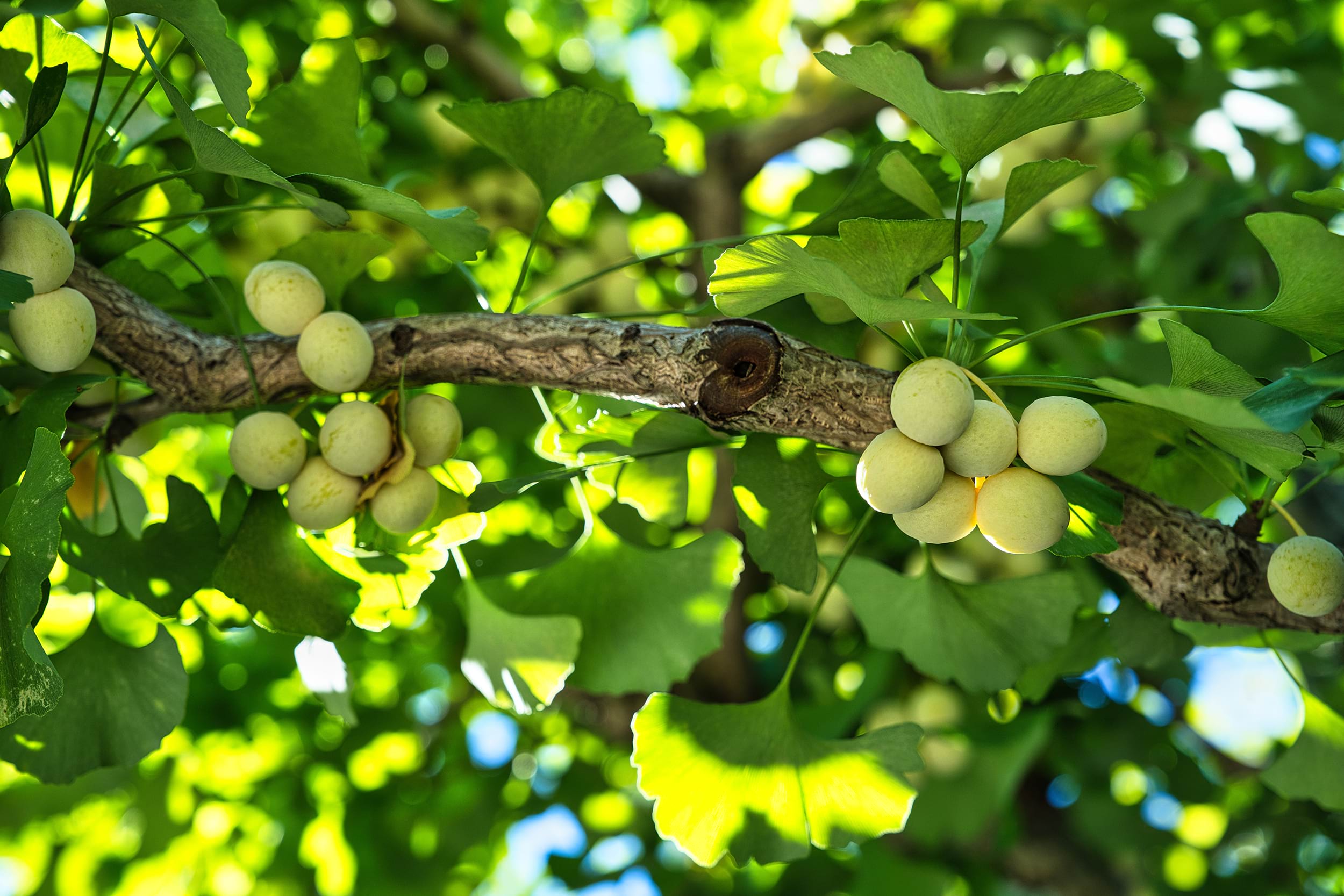 Ginkgo biloba