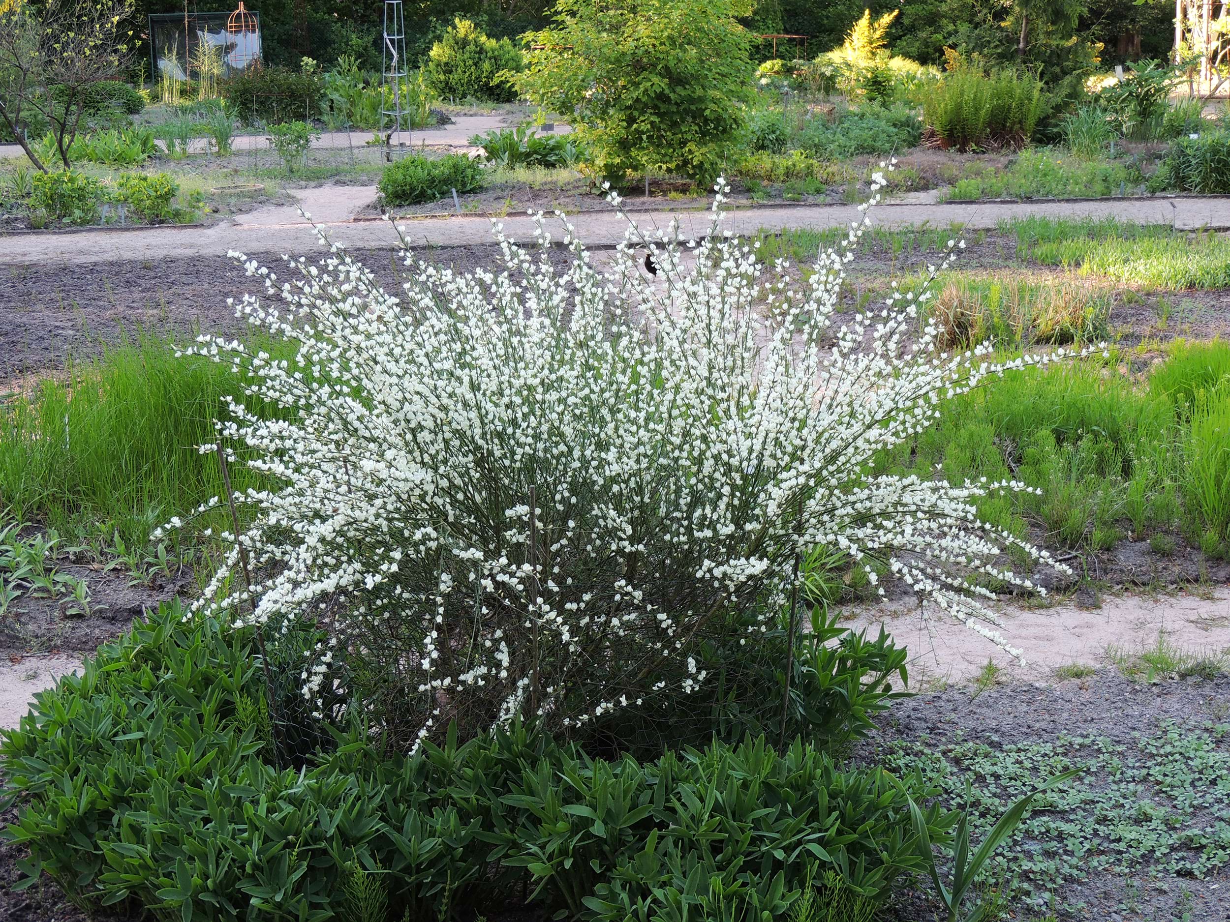 Cytisus x praecox 'Albus'