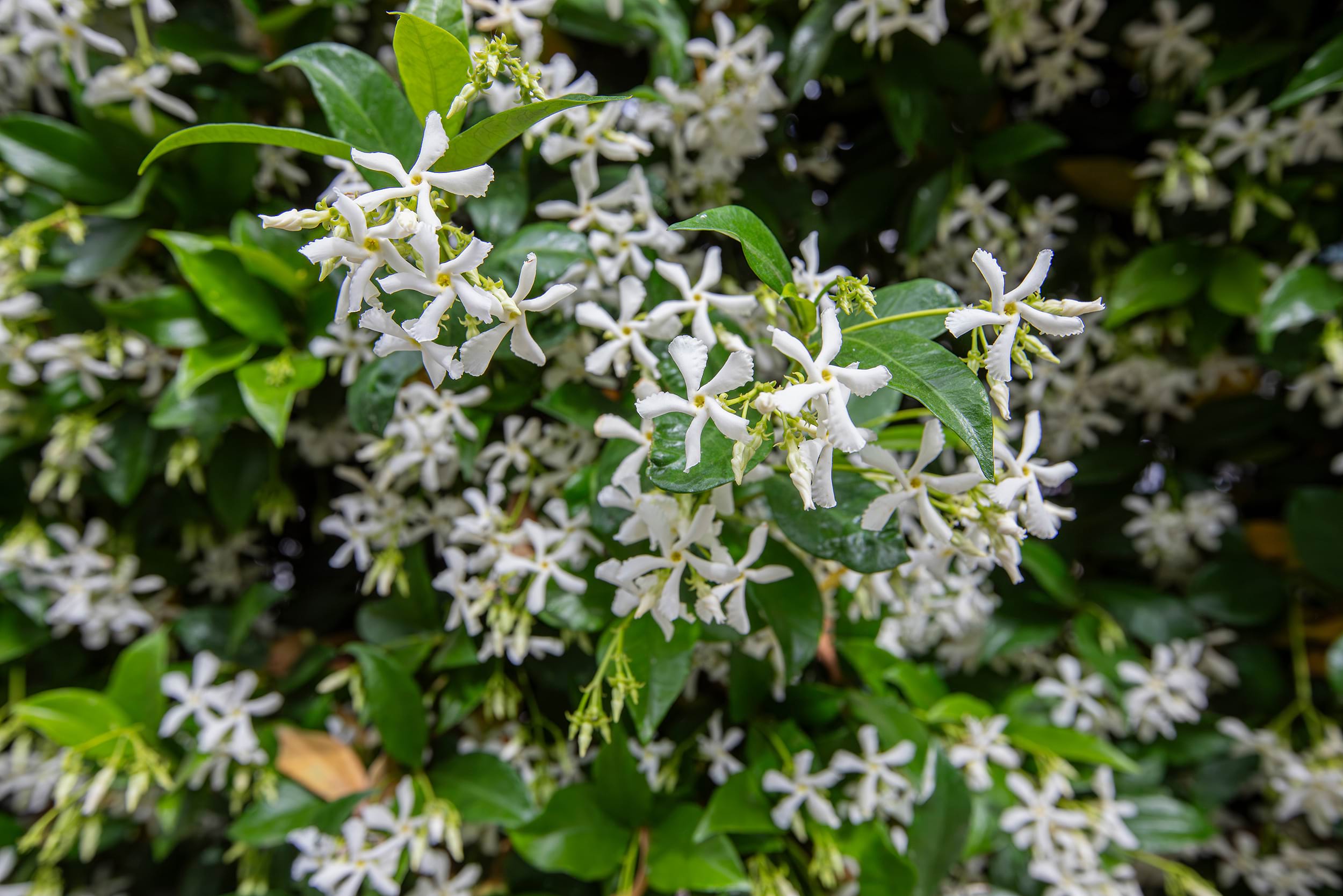 Trachelospermum jasminoides