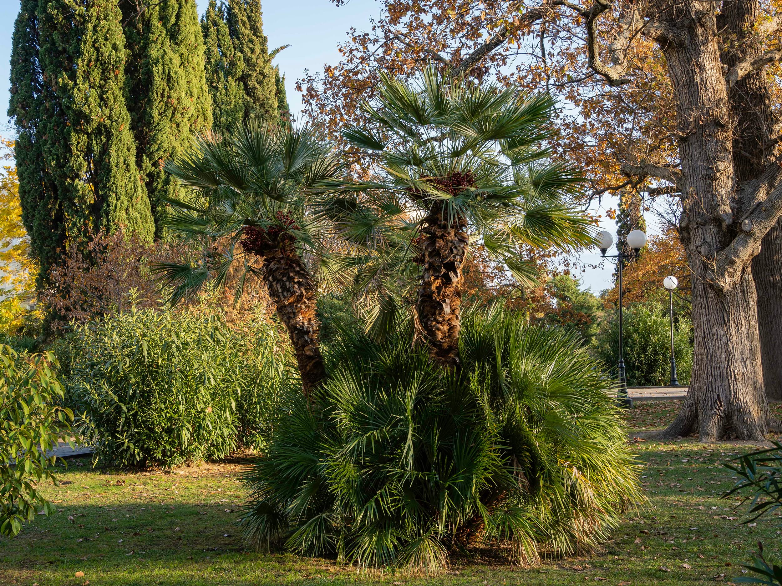 Chamaerops humilis 'Vulcano’