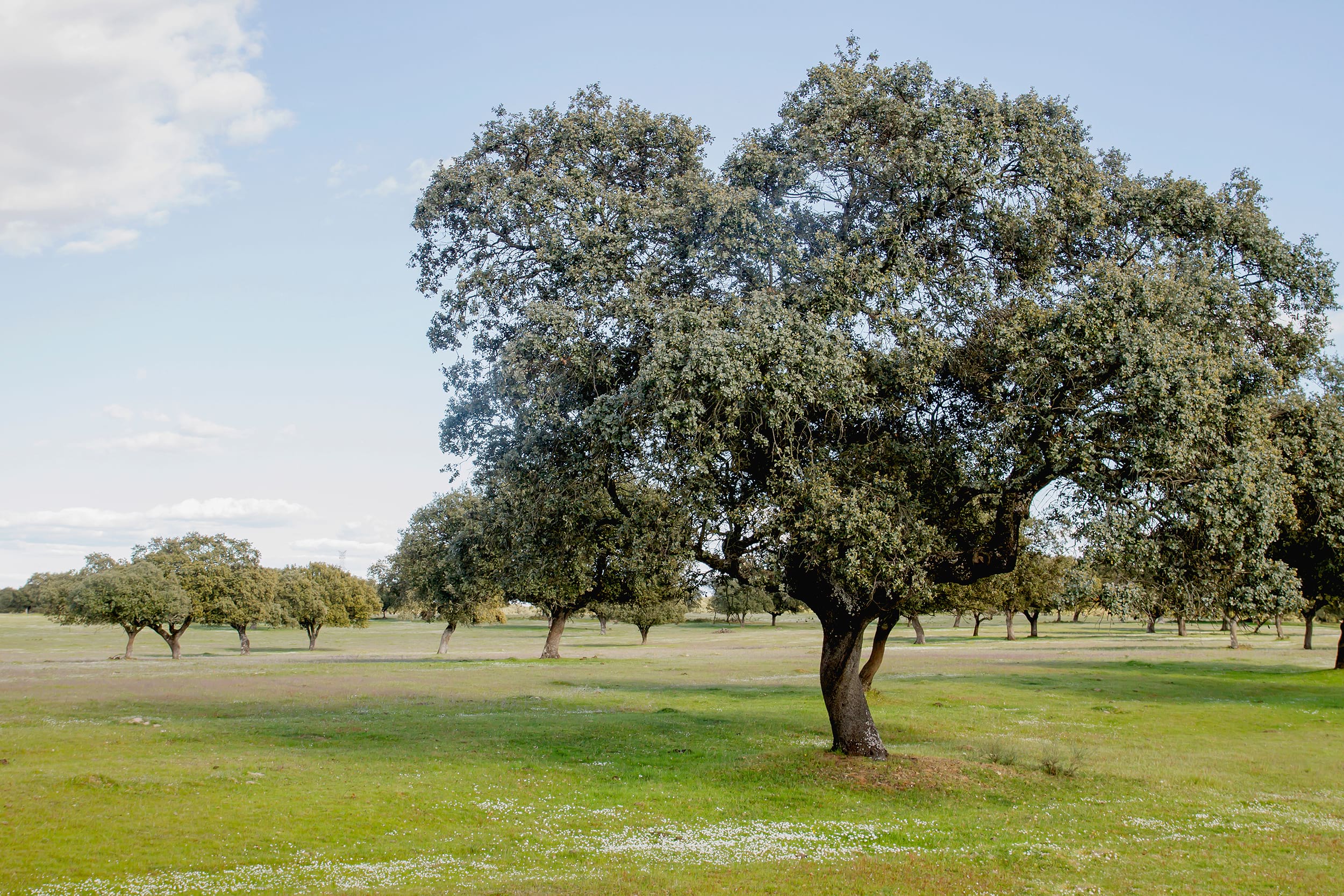 Quercus ilex