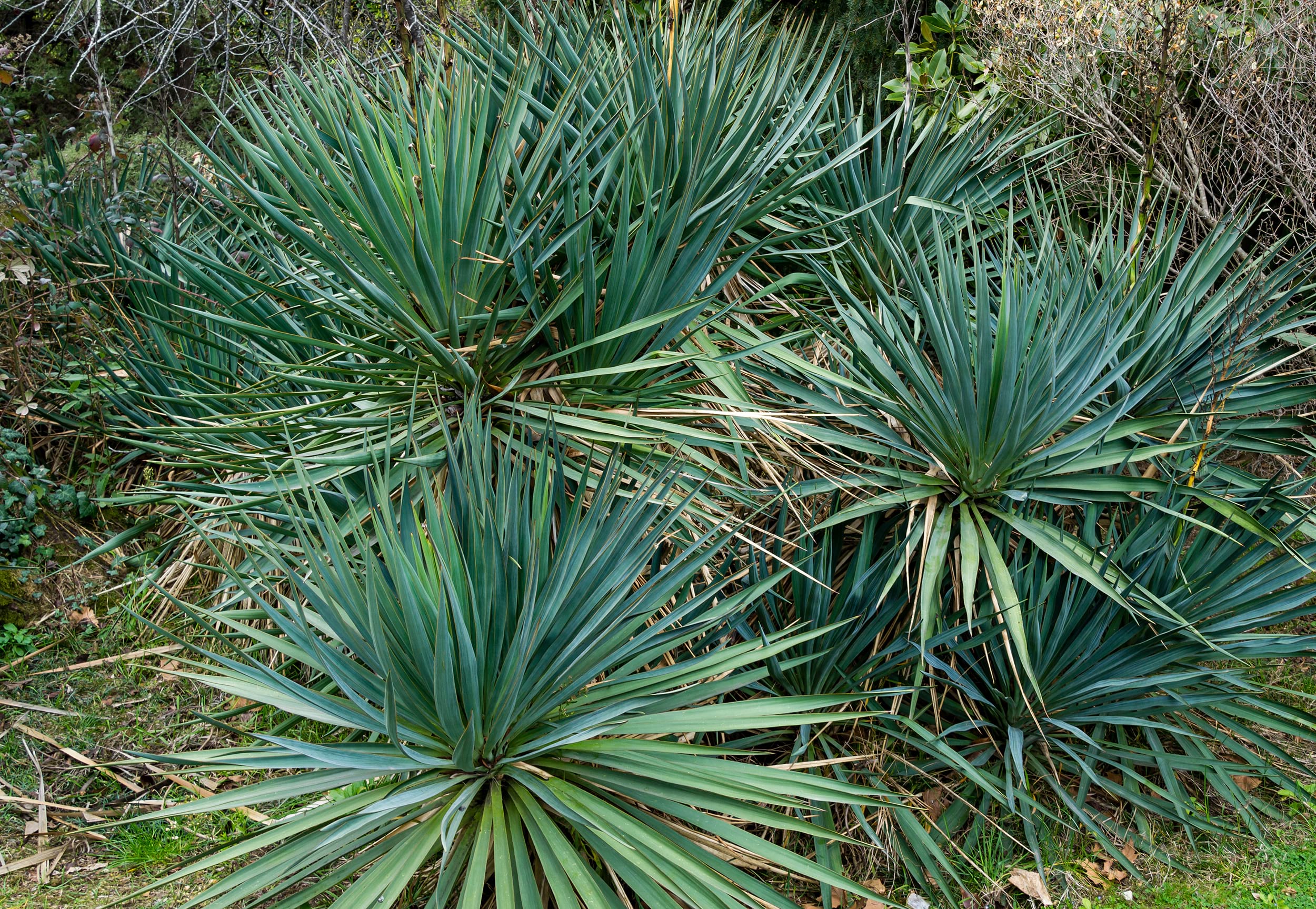 Yucca gloriosa