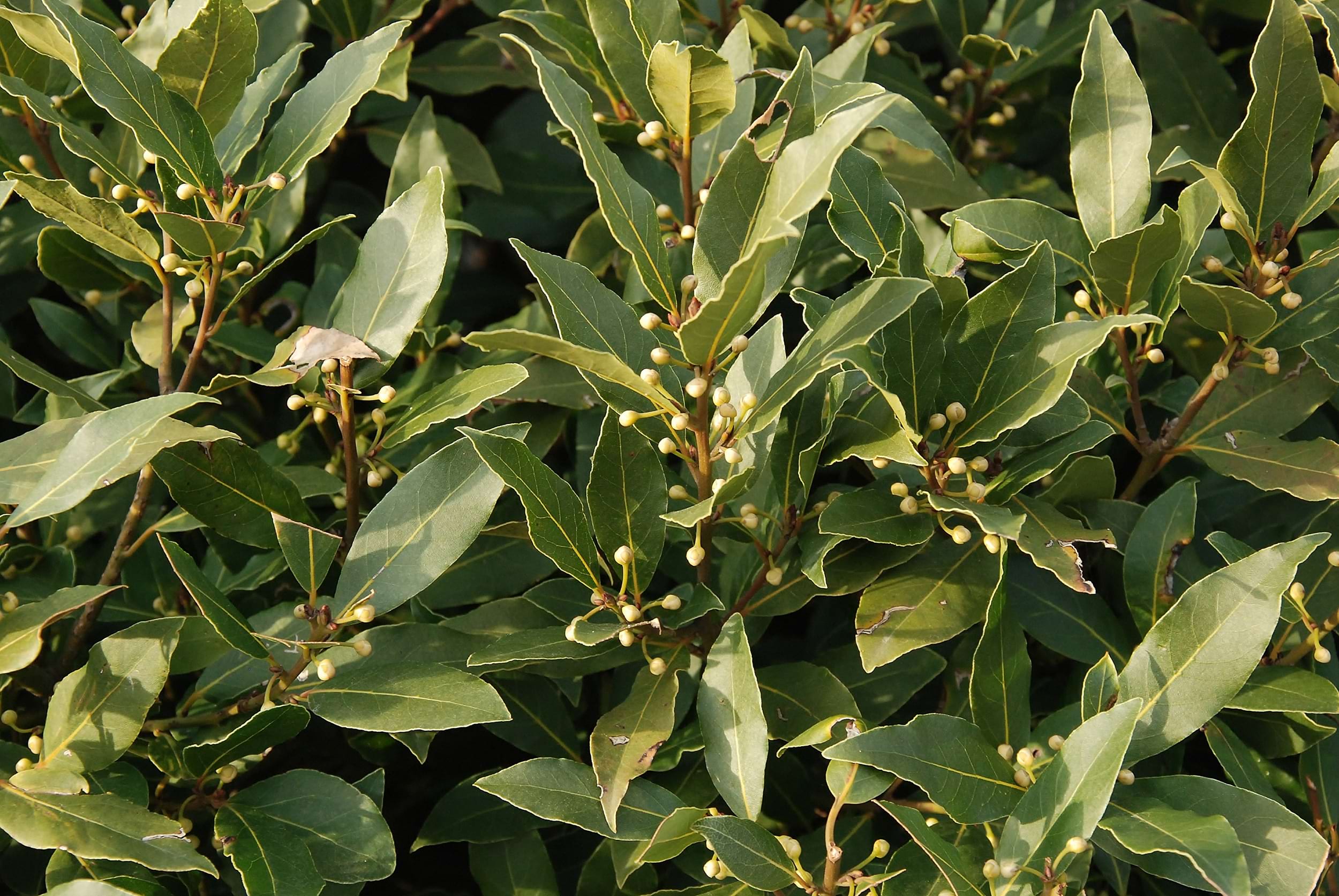 Laurus nobilis