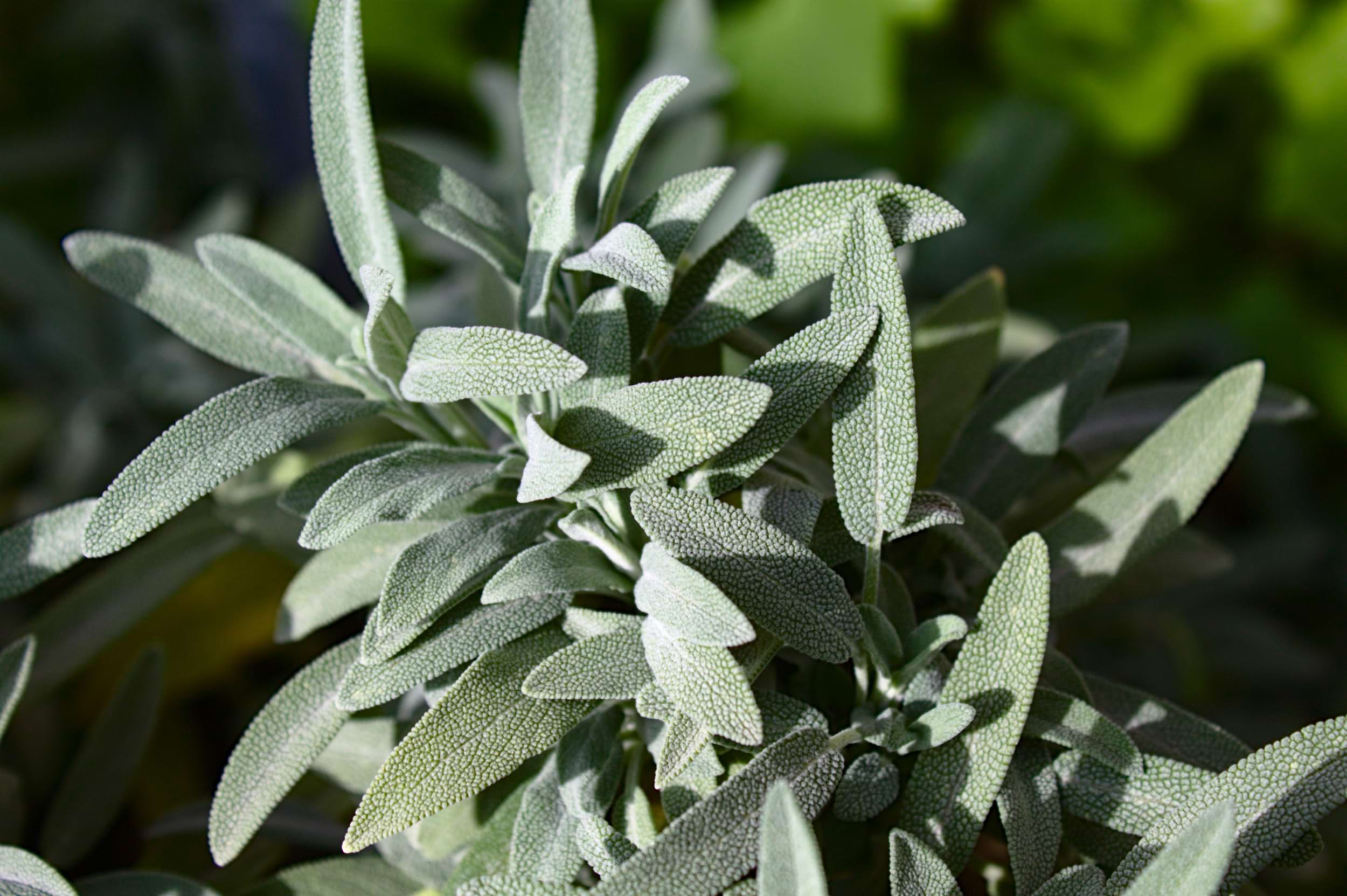 Salvia lavandulifolia