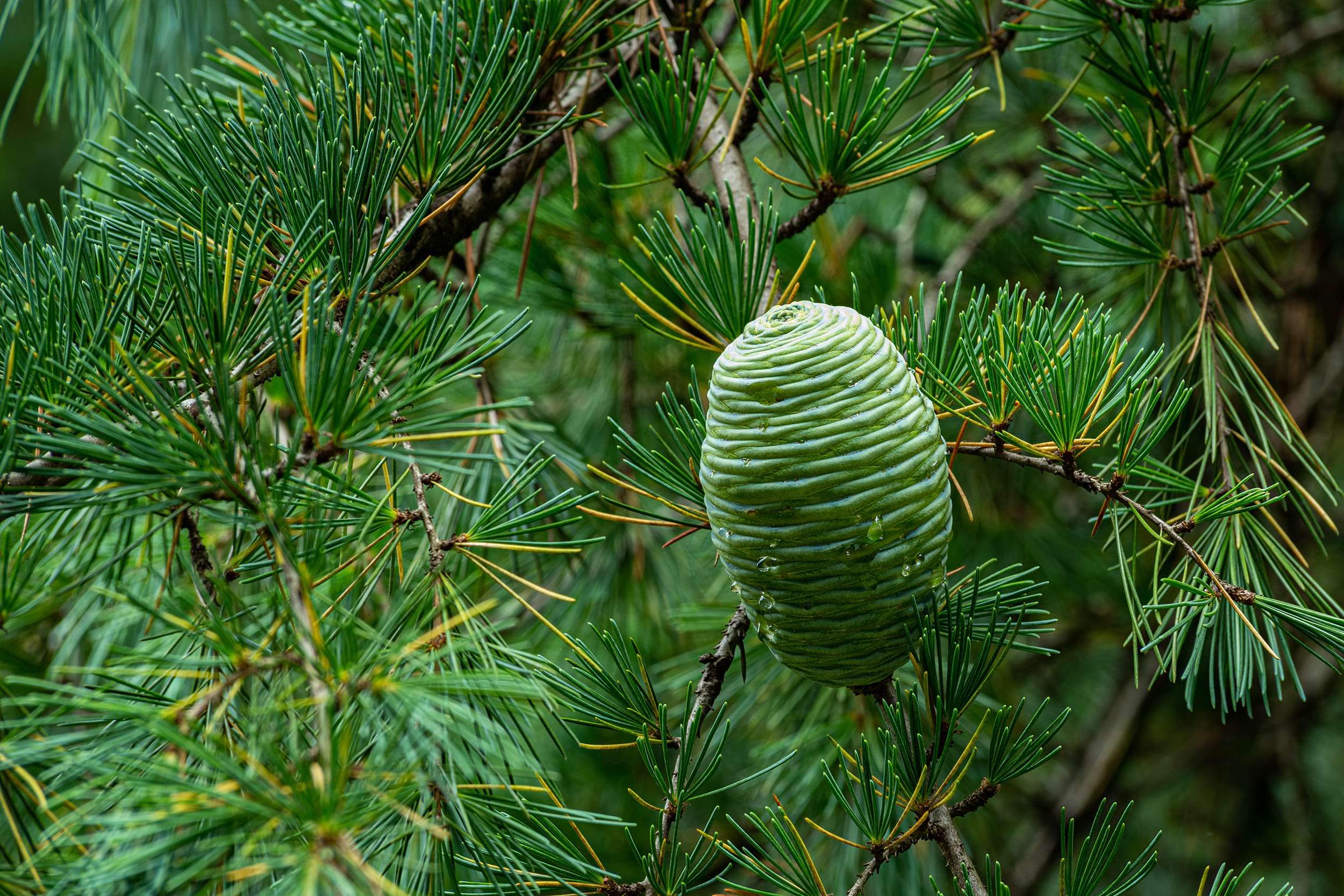 Cedrus deodara