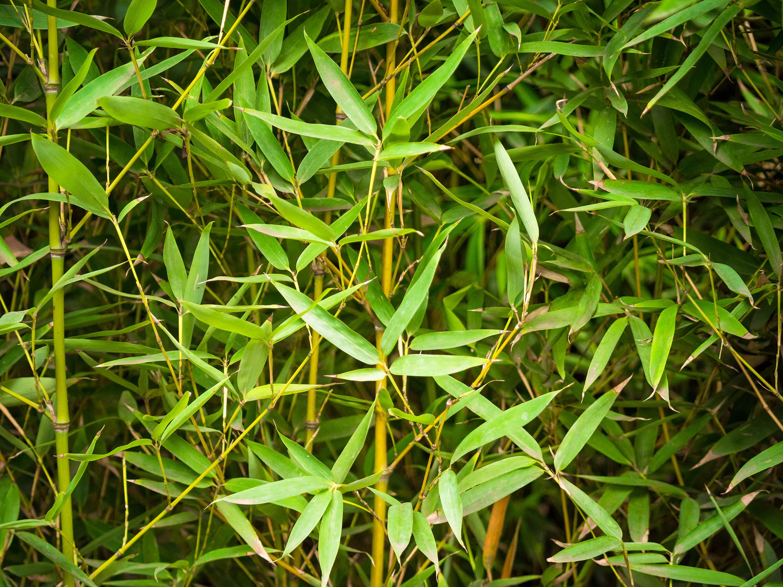 Phyllostachys aurea