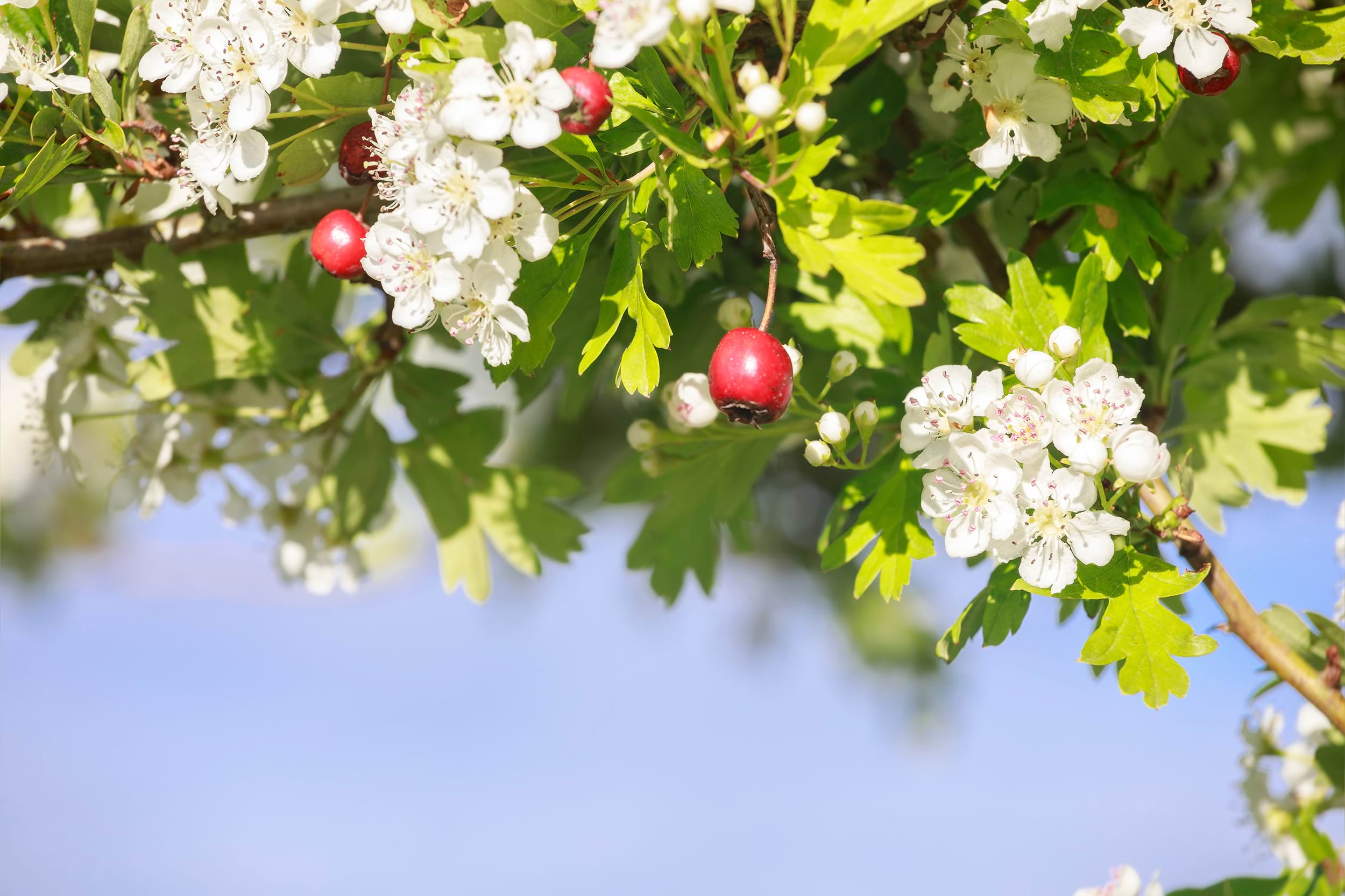 Crataegus monogyna