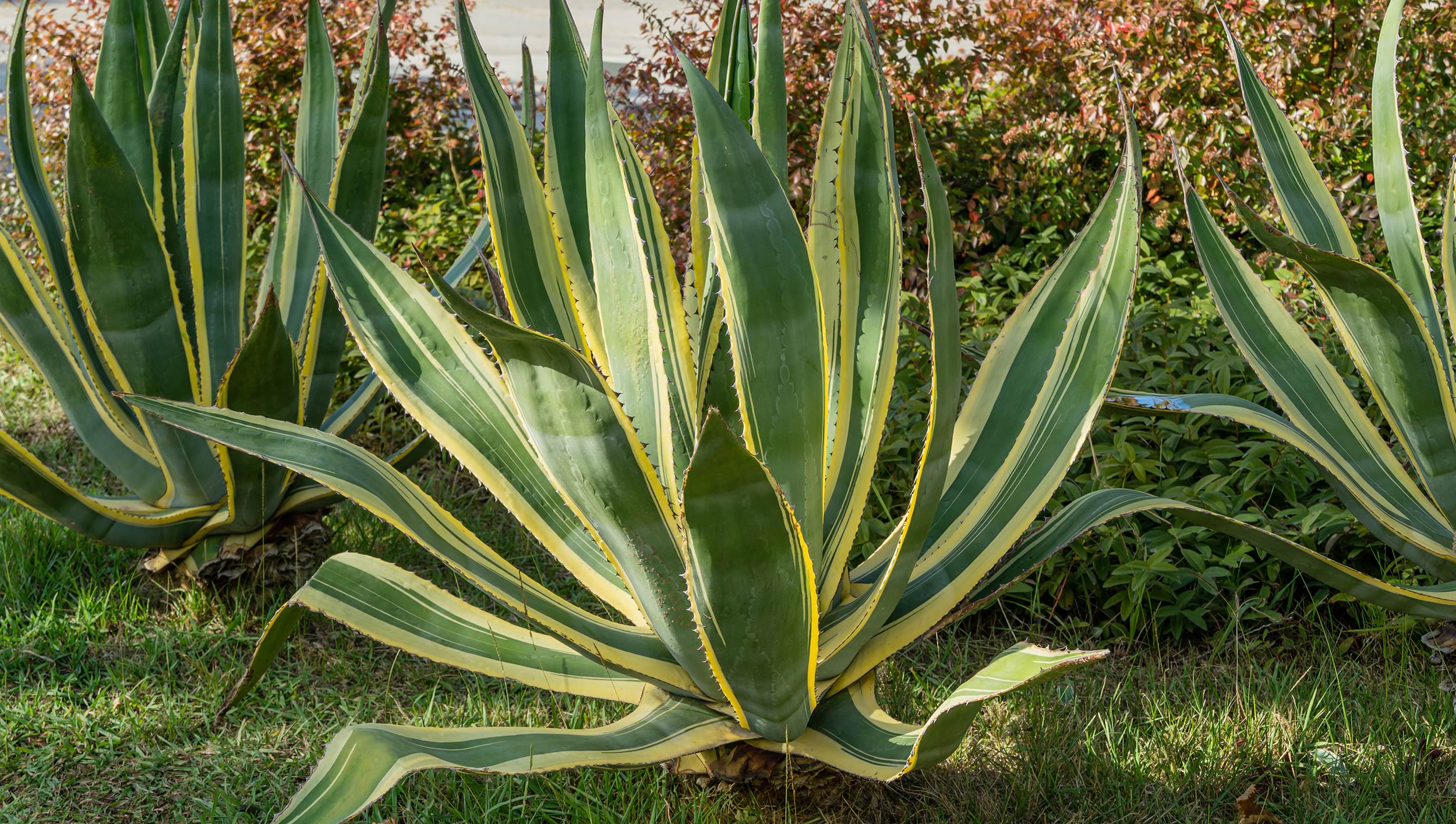 Agave americana