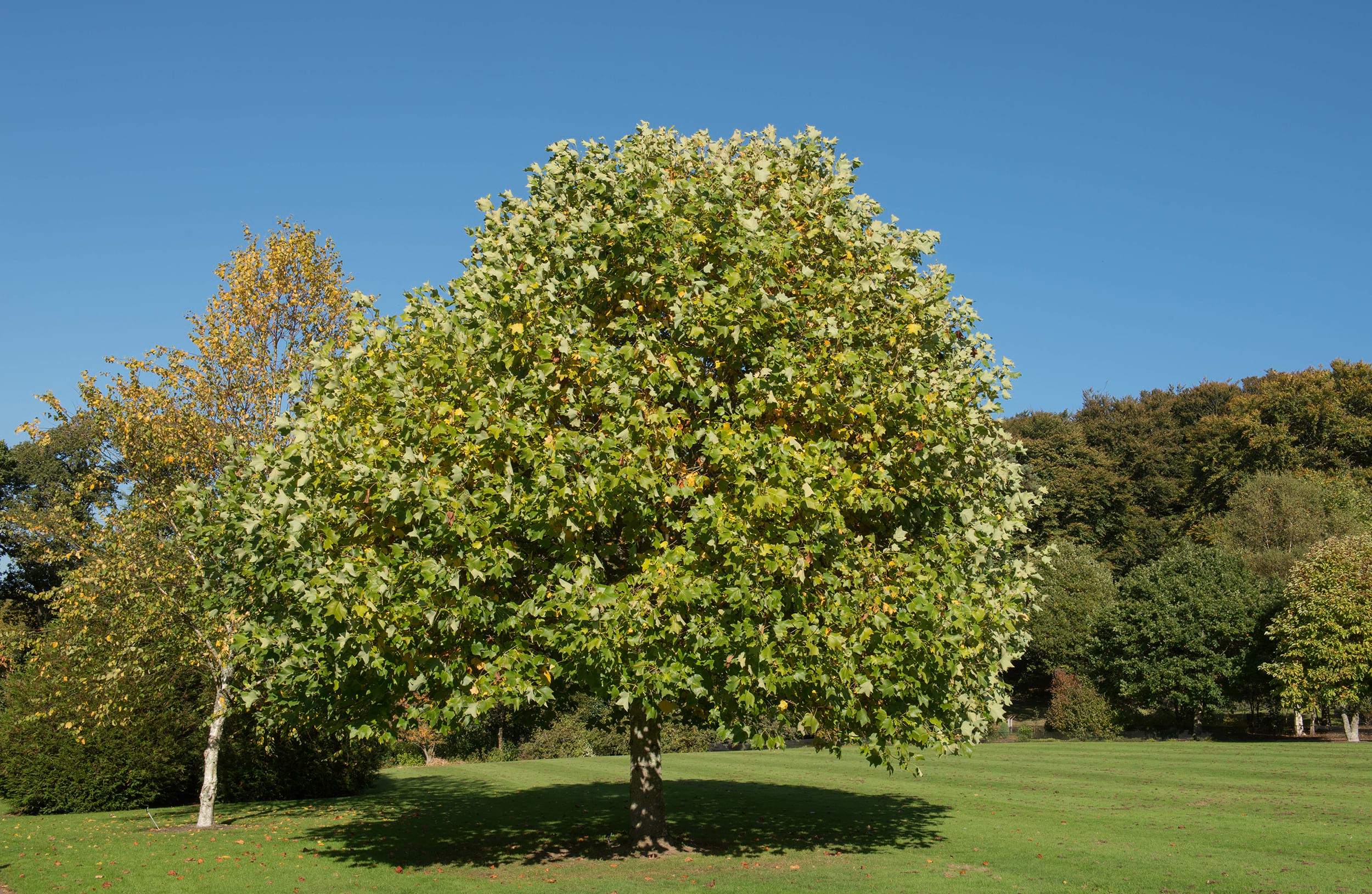 Liriodendron tulipifera