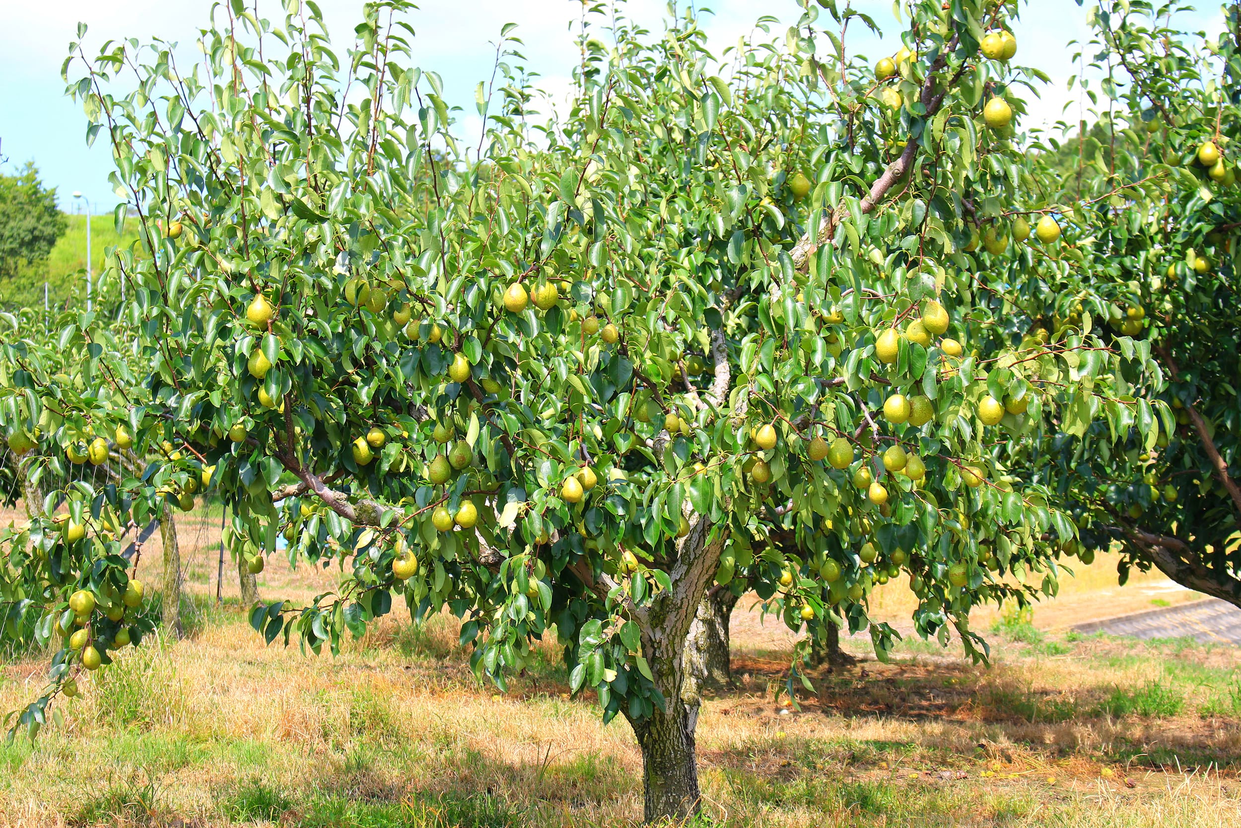 Pyrus communis