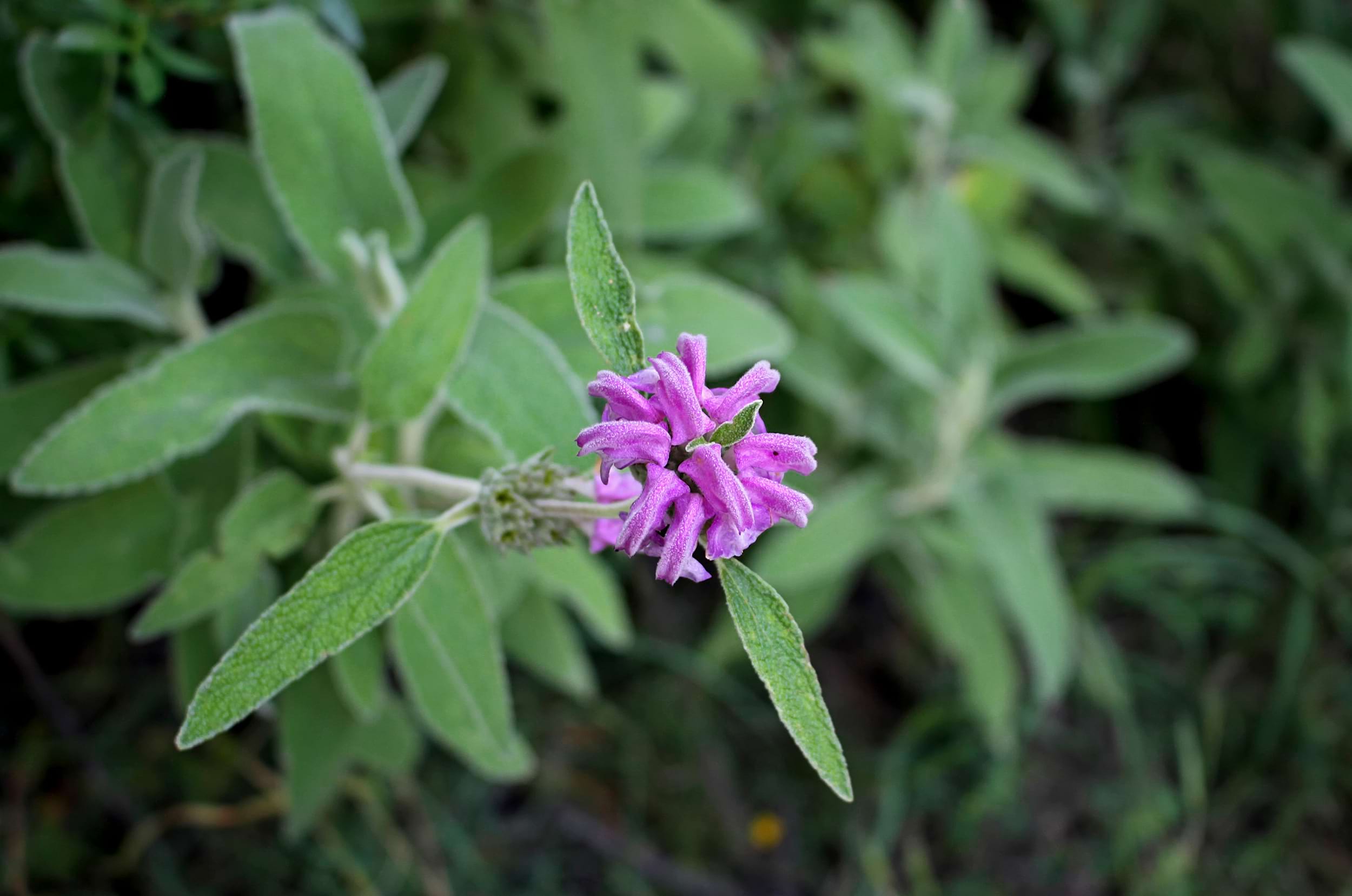 Phlomis purpurea