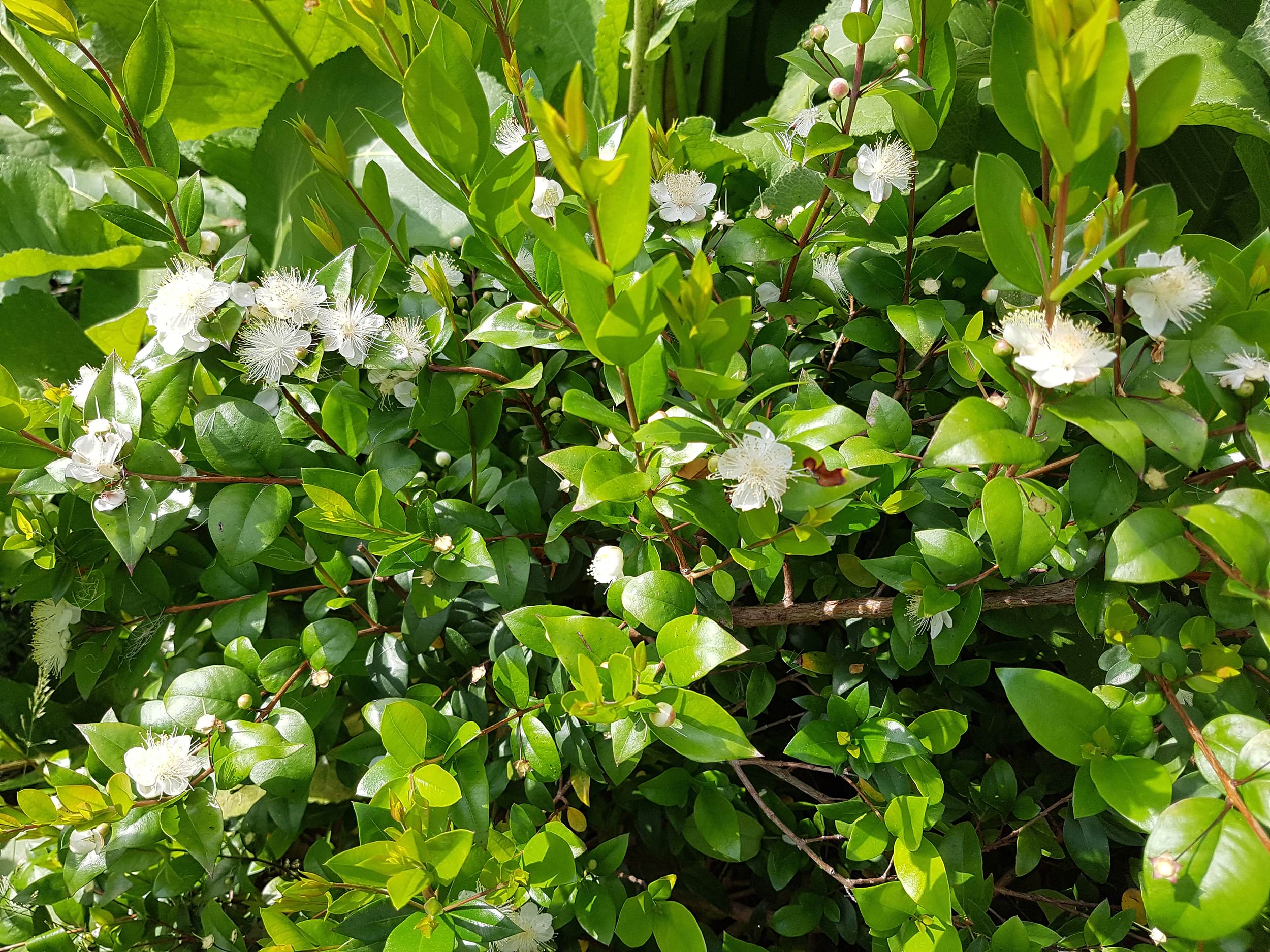 Myrtus communis