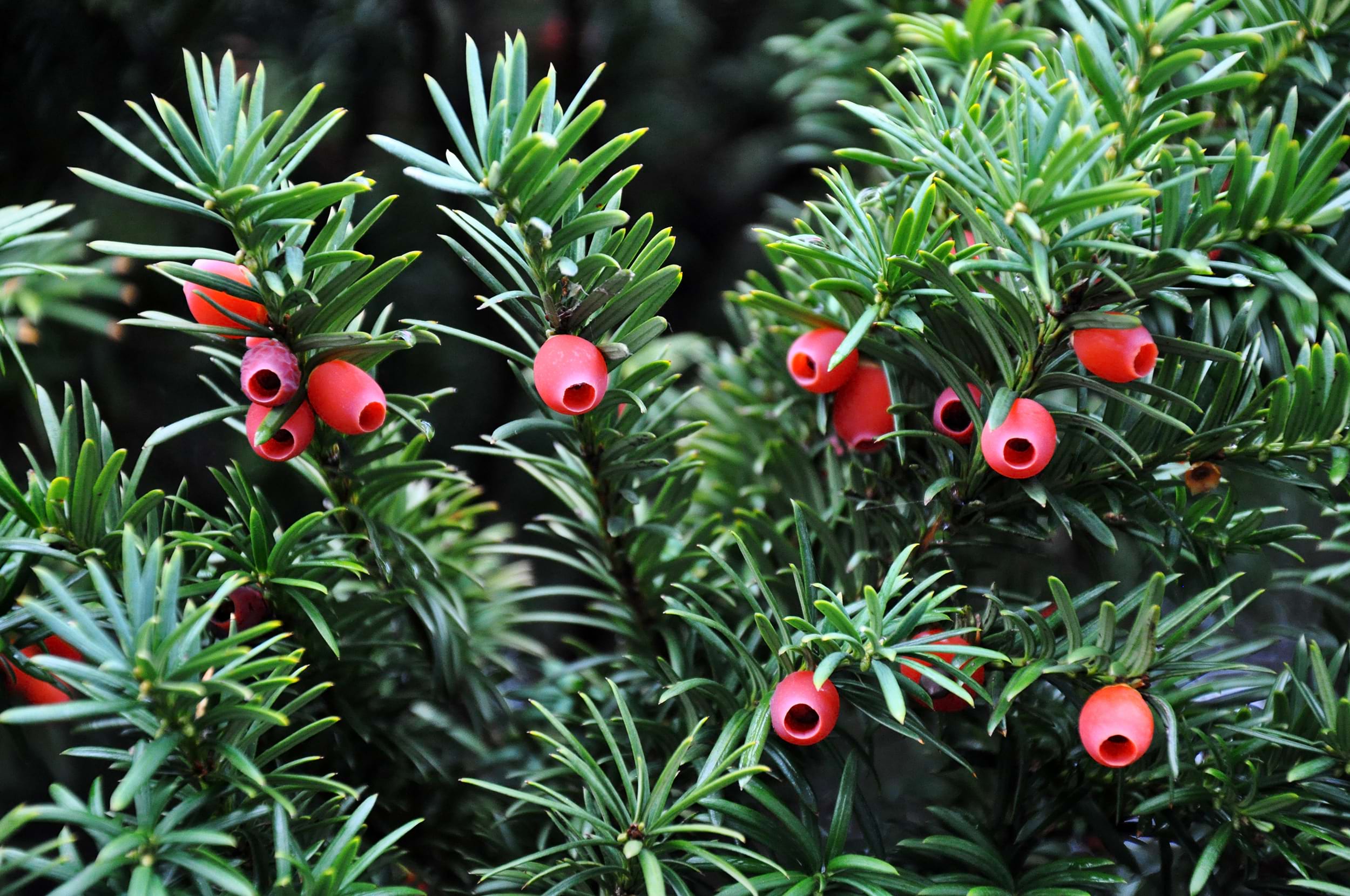 Taxus baccata