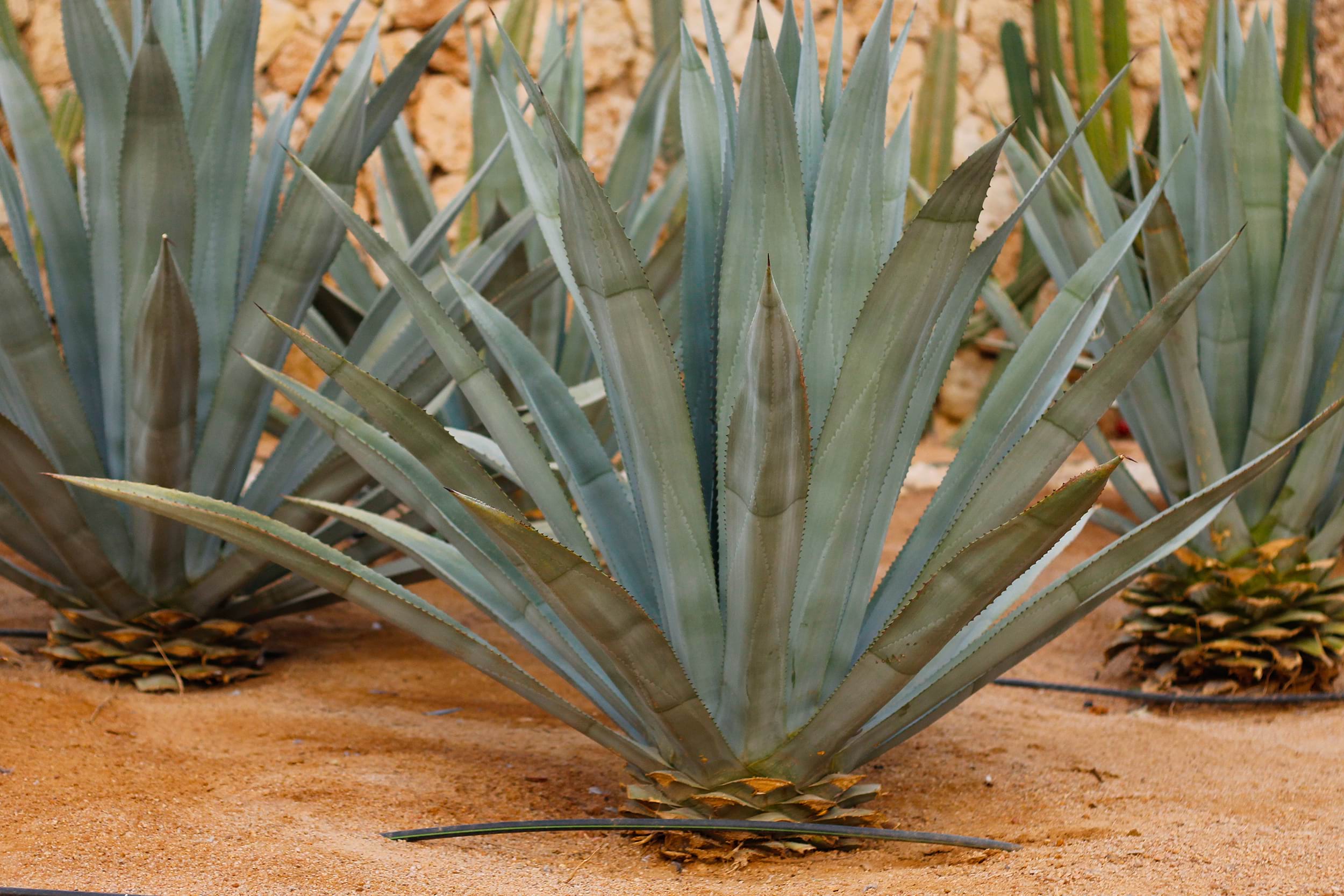 Agave spp