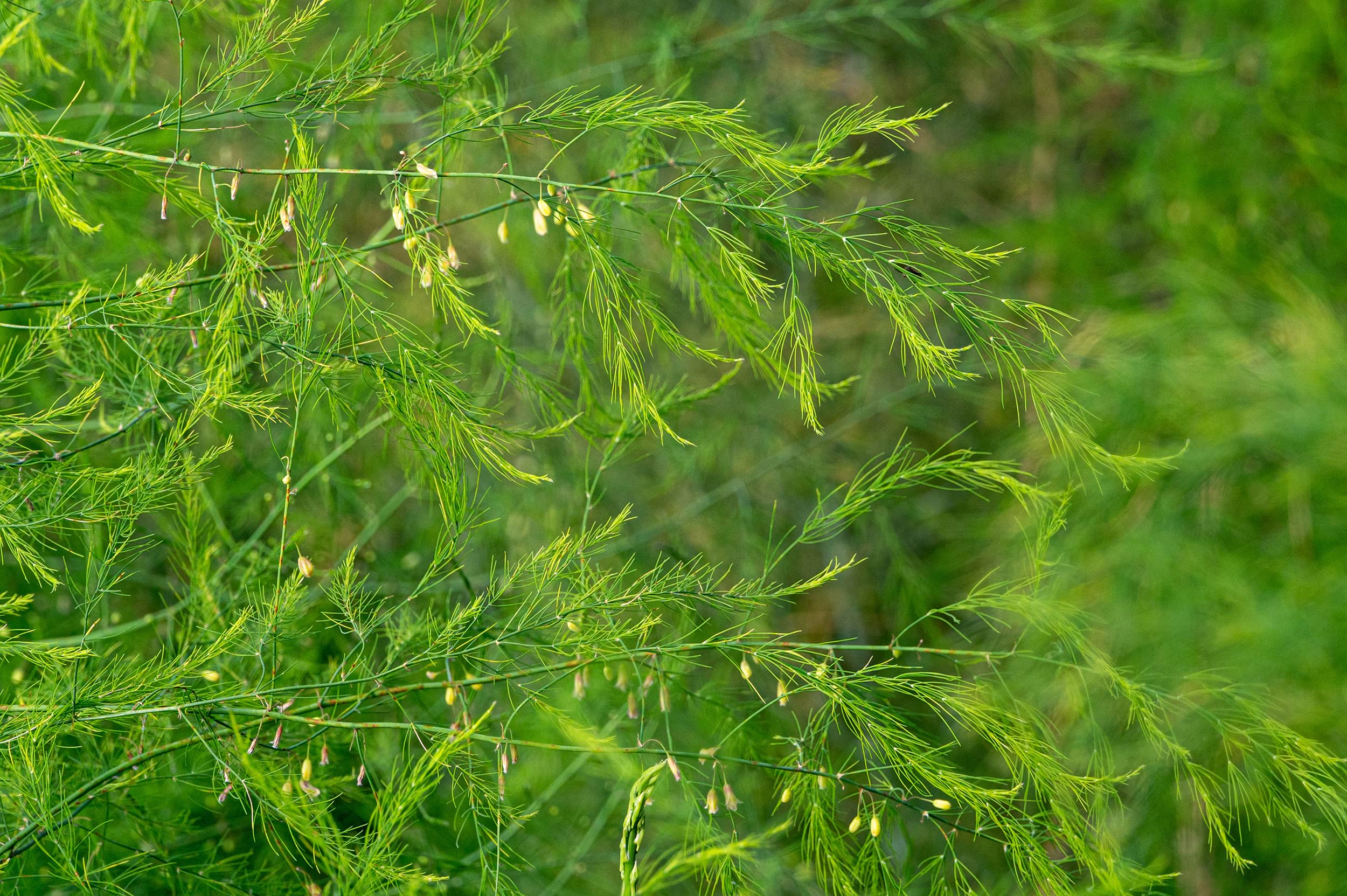 Asparagus sprengeri