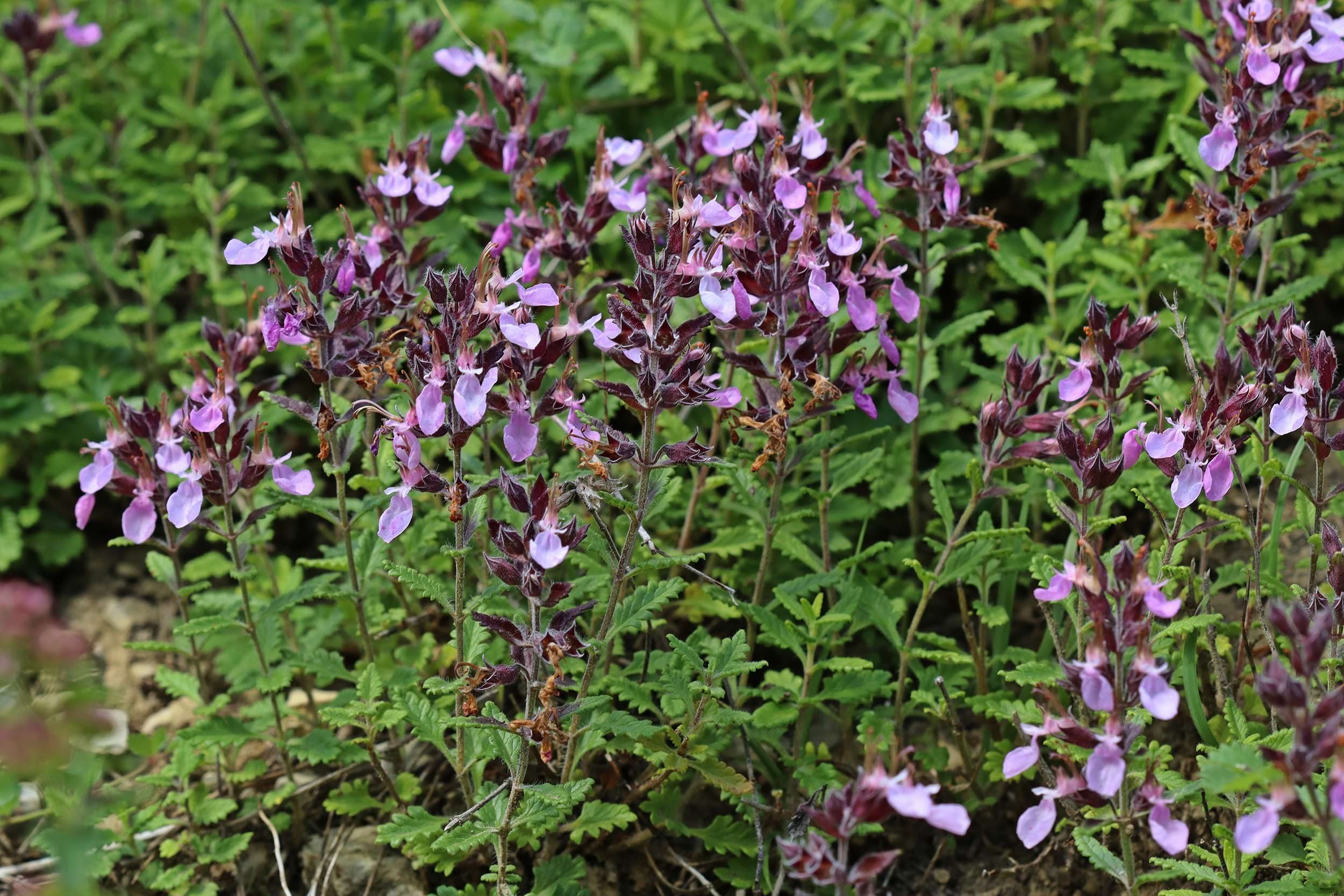 Teucrium chamaedrys