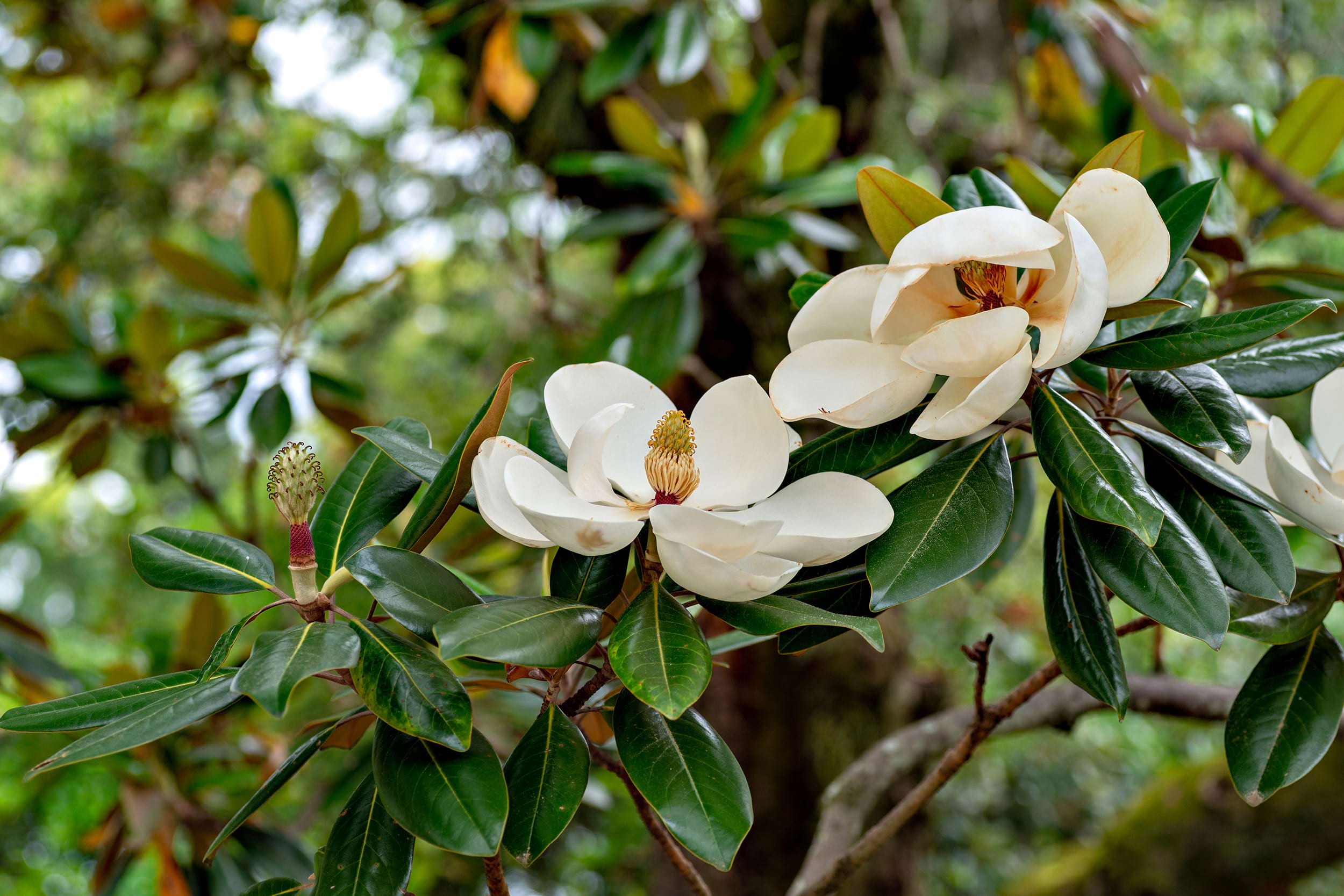 Magnolia grandiflora