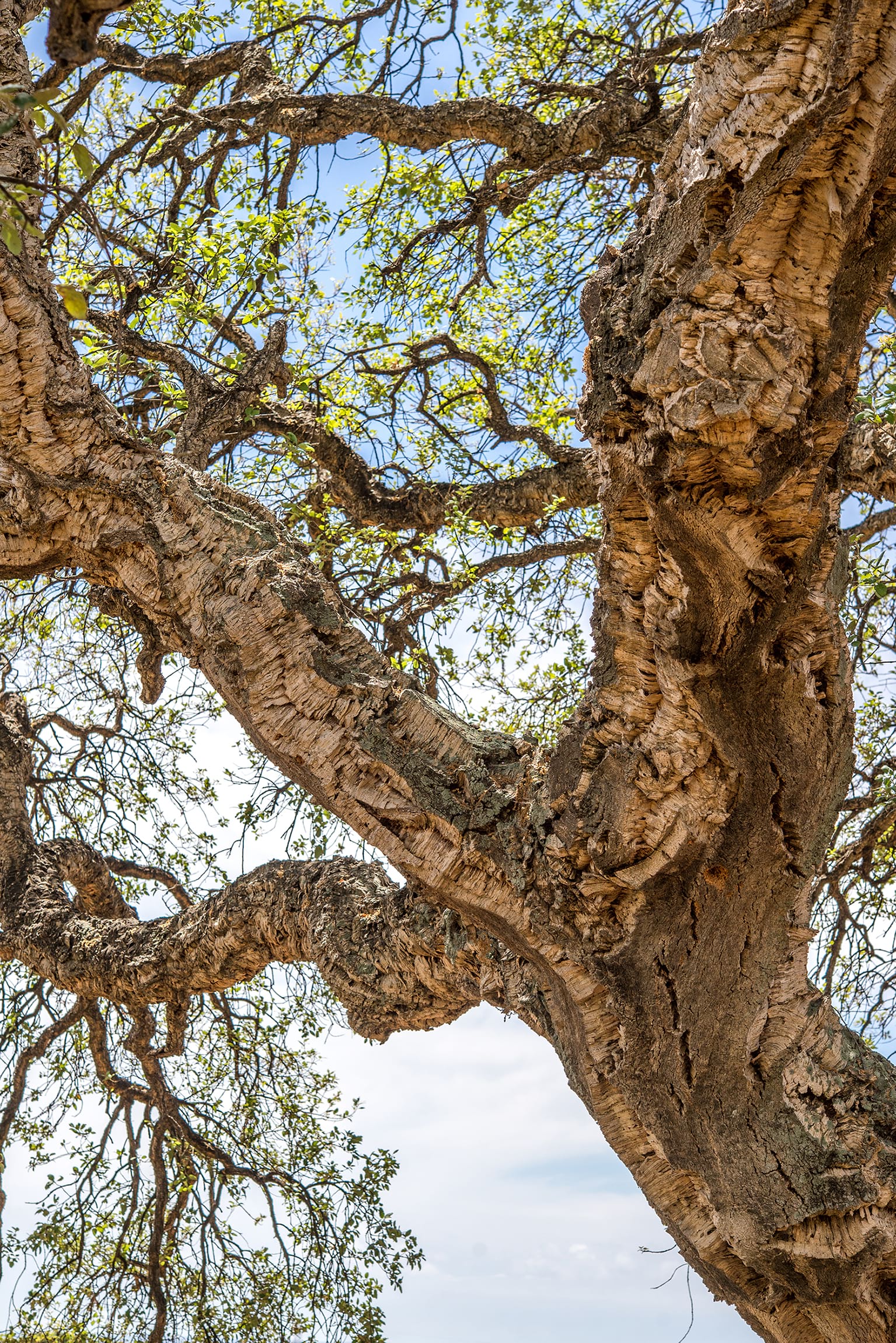 Quercus suber