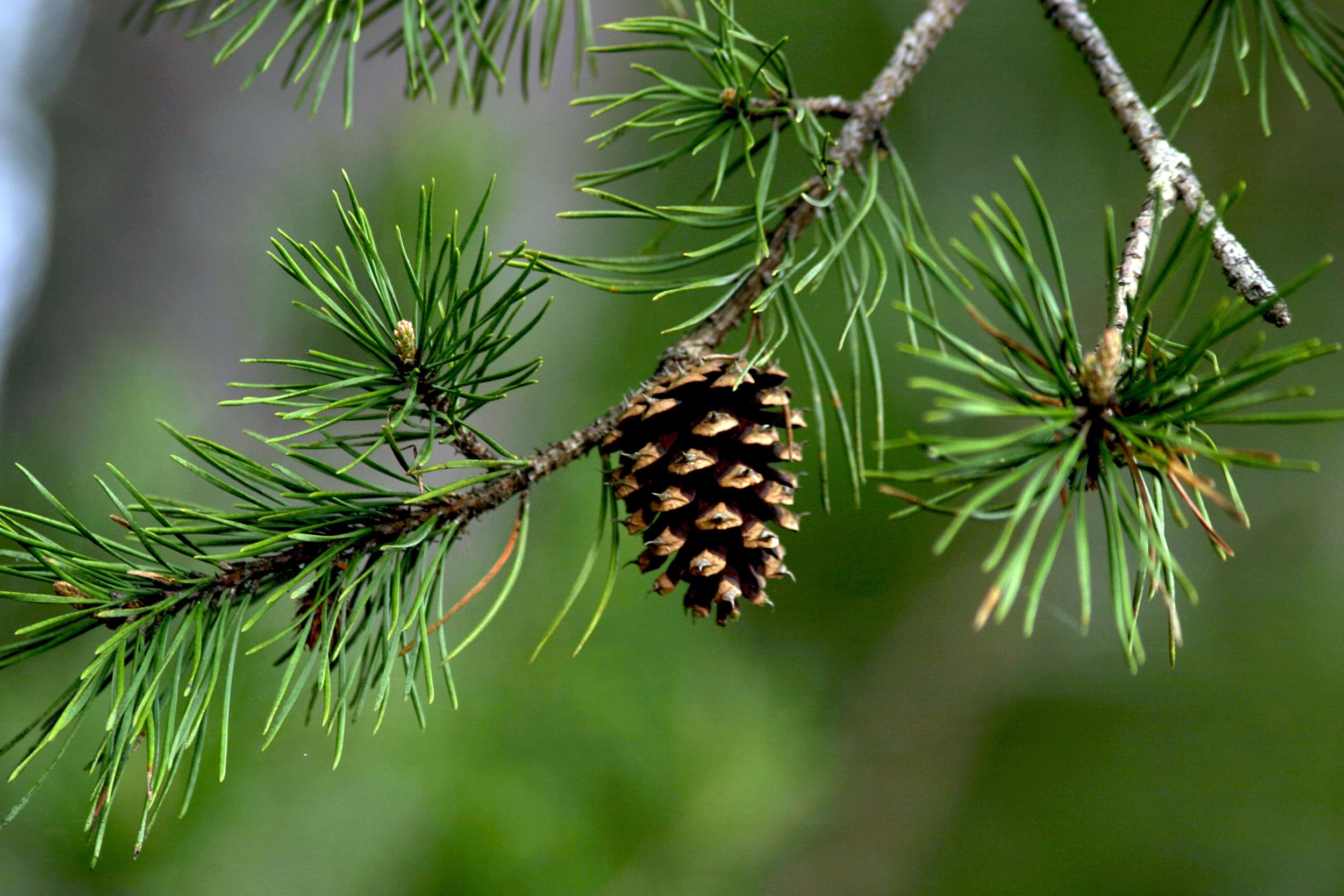 Pinus pinea