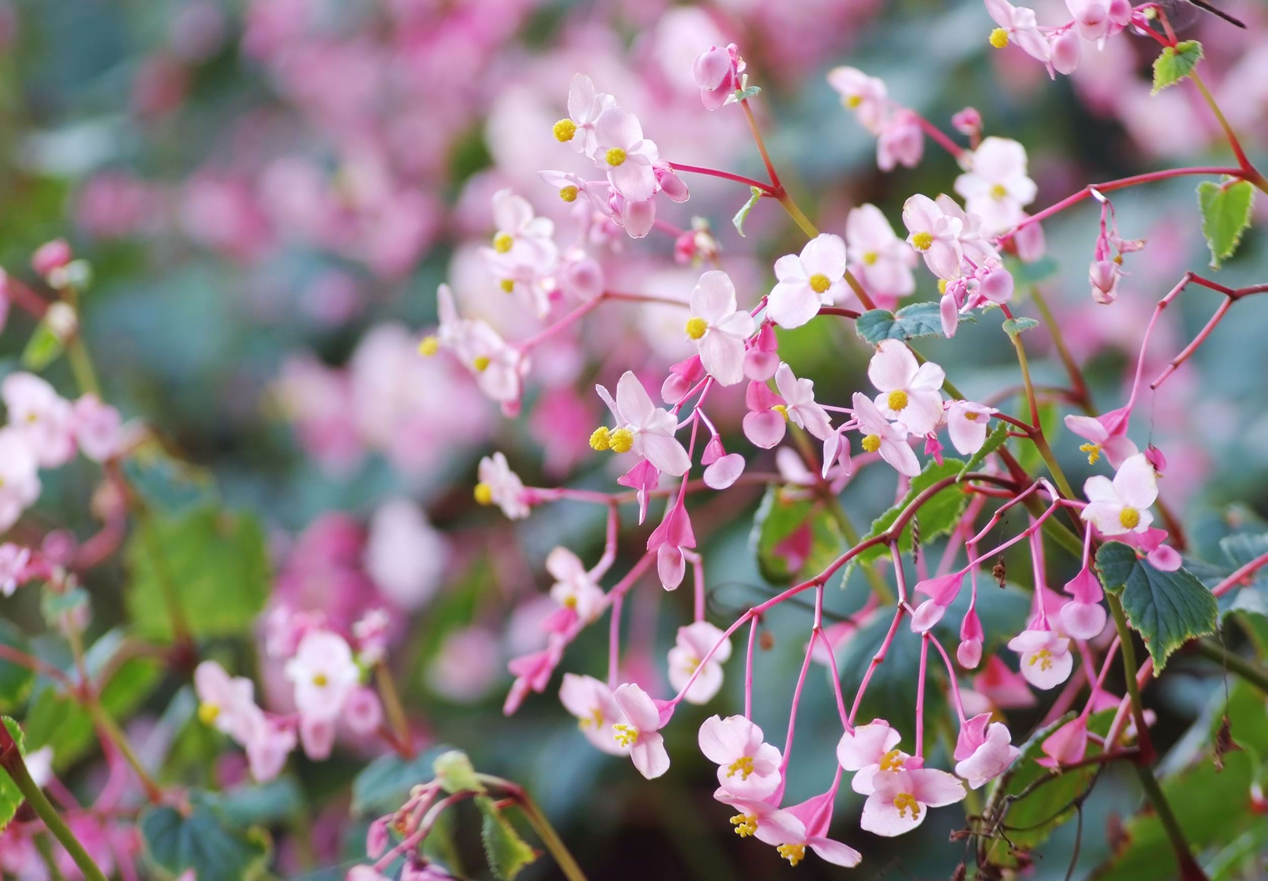 Begonia grandis 'Evasiana'