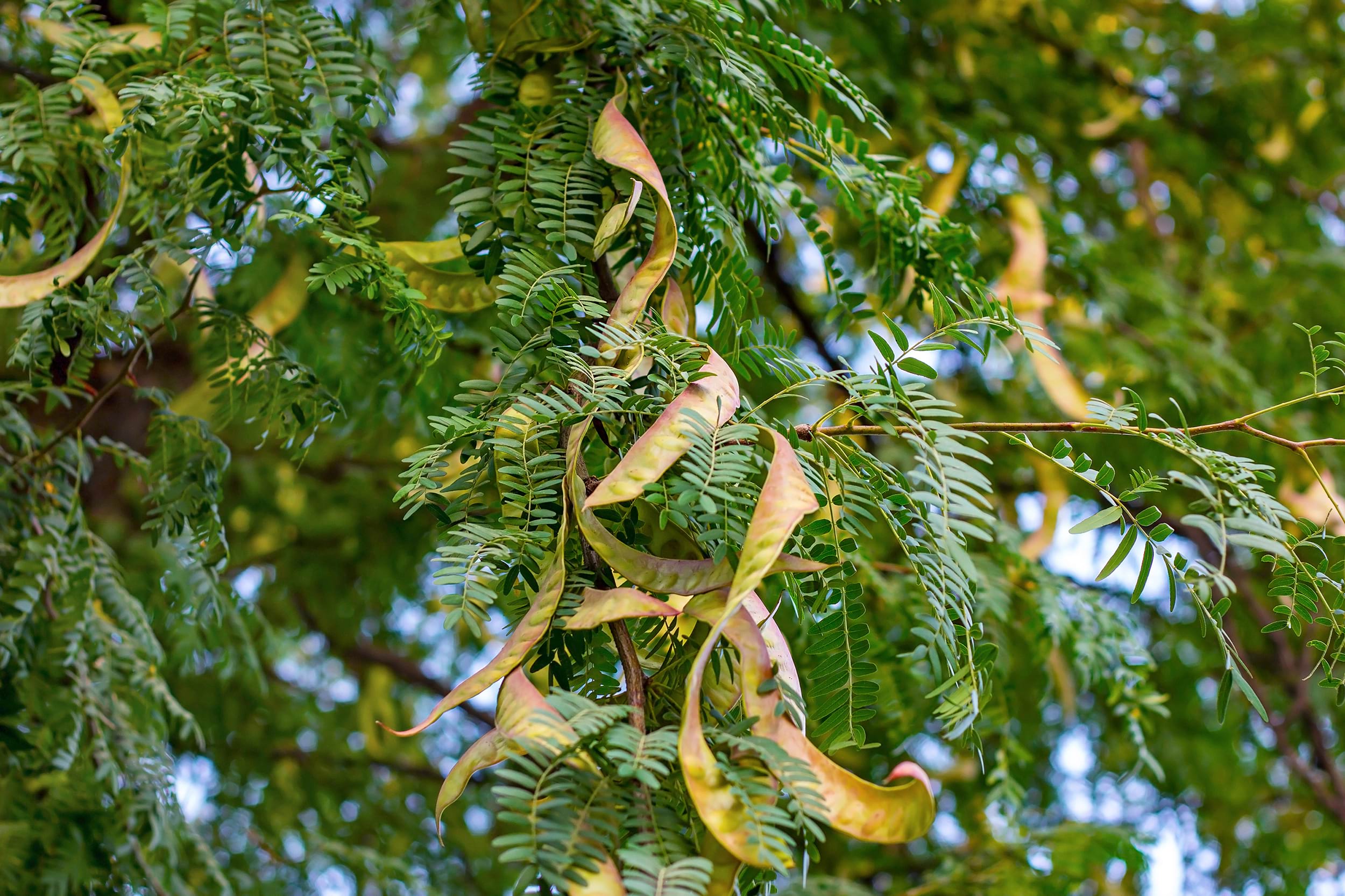 Gleditsia triacanthos