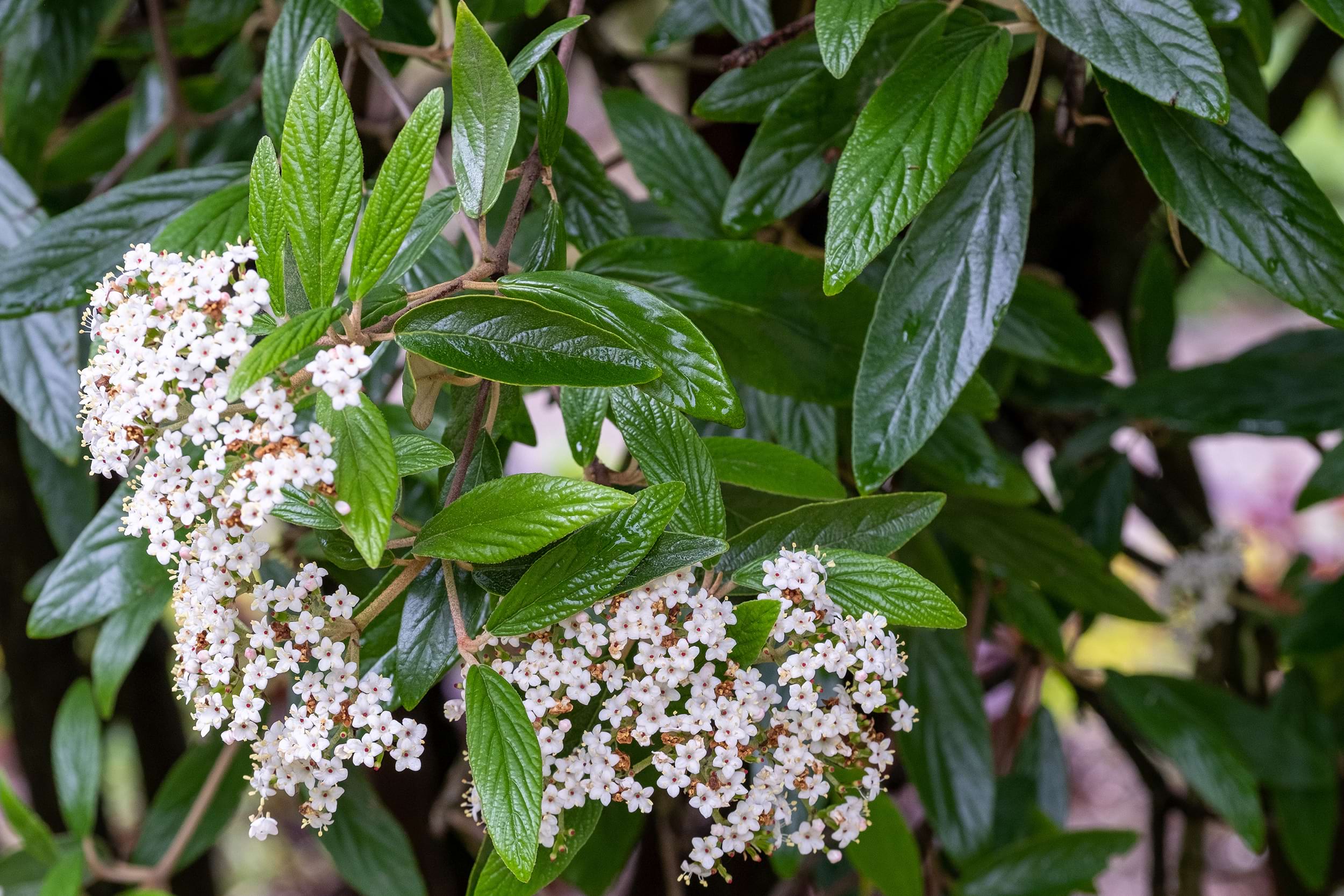 Viburnum tinus